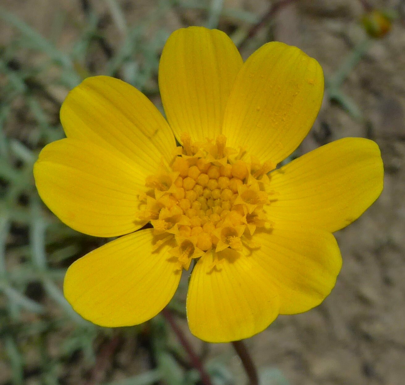 High Resolution Leptosyne bigelovii Flower